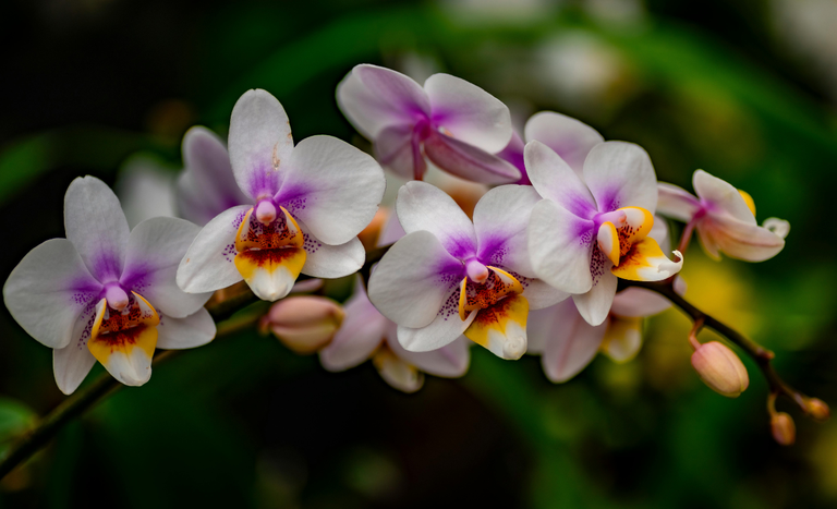 CAPA SITE 1150 X 700 (1).png